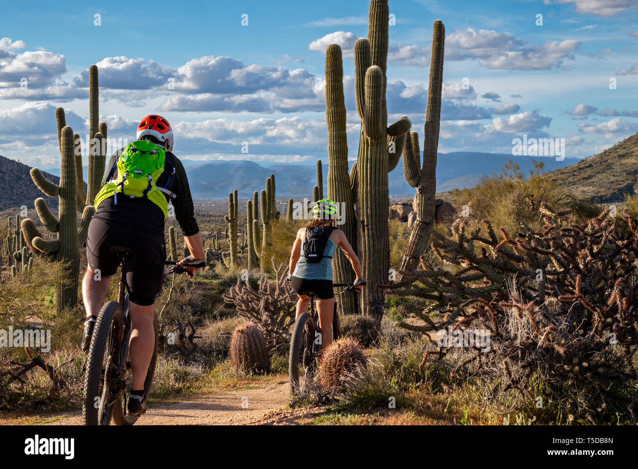 Mountainbiker auf Desert Trail in North Scottsdale, Arizona mit Kakteen und Berge im Hintergrund. Stockfoto