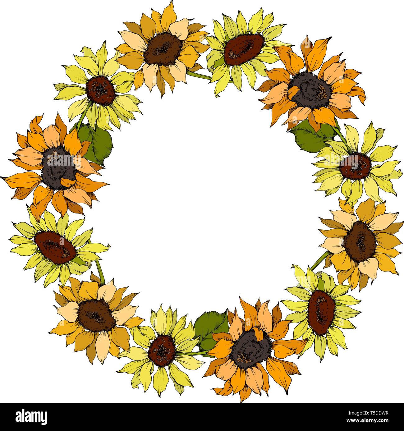 Vektor Sonnenblumen Blumen botanischen Blumen. Gelb und Grün gravierten Tinte Art Rand ornament Quadrat. Stock Vektor