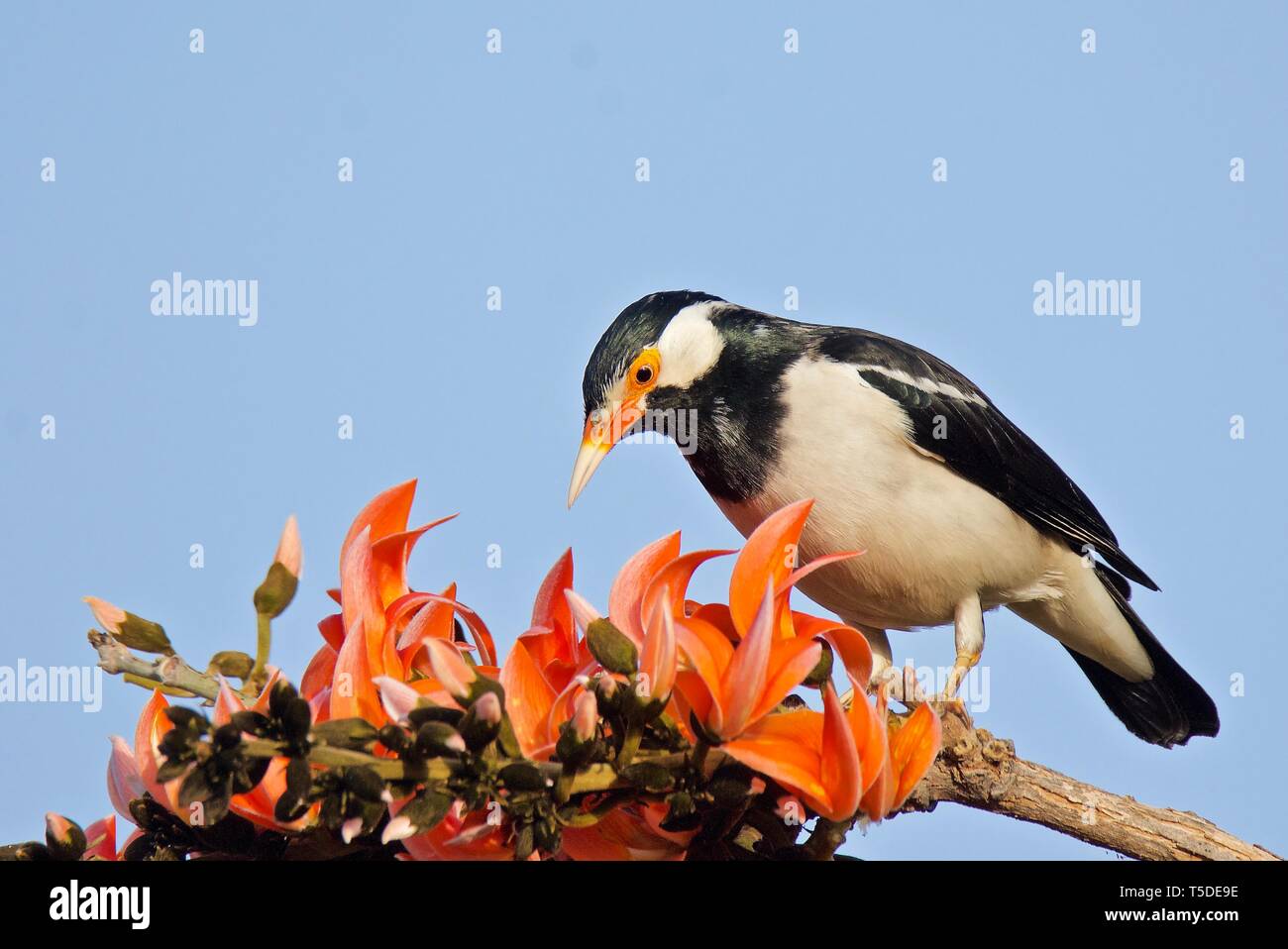 Pied Myna auf Flamme - von - den Wald Stockfoto