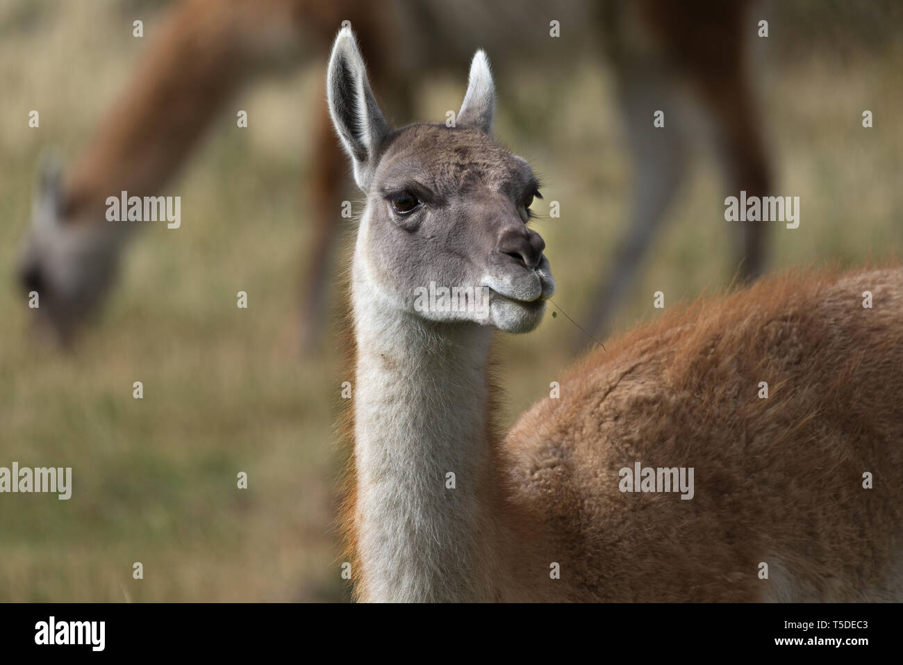 Guanako (Lama Guanicoe), Torres del Paine NP, Chile Stockfoto