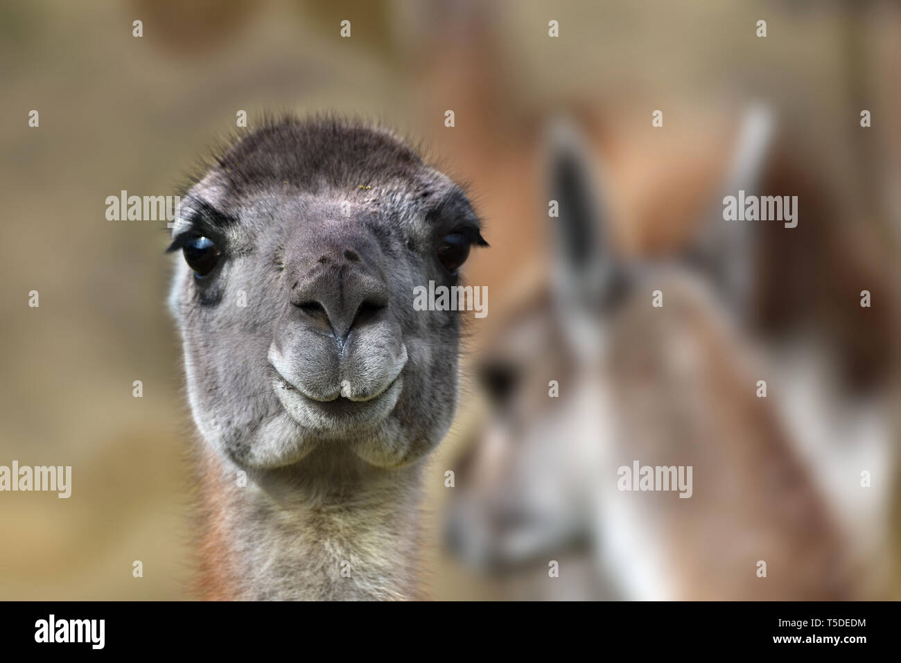 Guanako (Lama Guanicoe), Torres del Paine NP, Chile Stockfoto