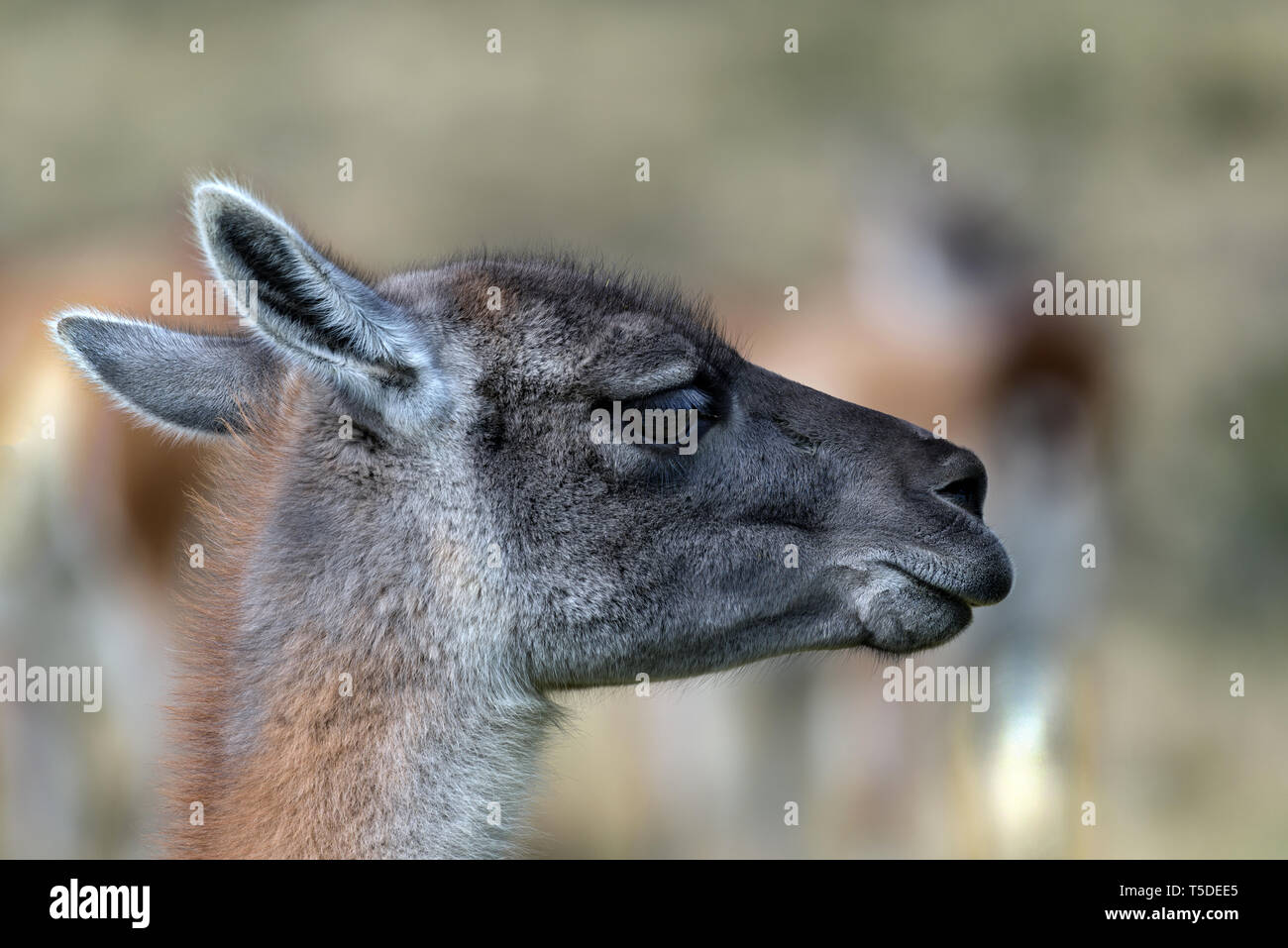 Guanako (Lama Guanicoe), Torres del Paine NP, Chile Stockfoto