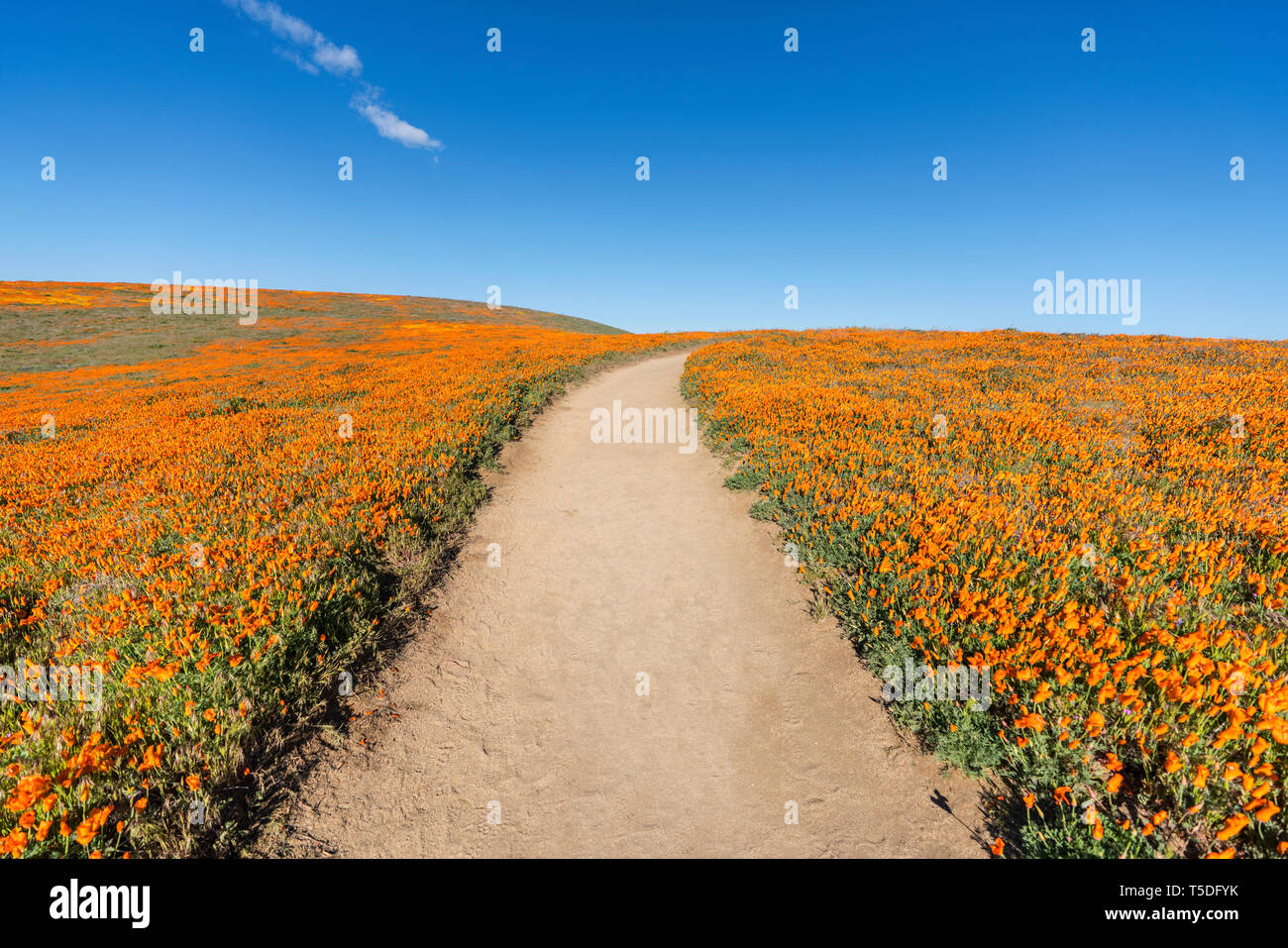 Einladende Trail durch Poppy wildflower super Blüte Feld in Südkalifornien. Stockfoto