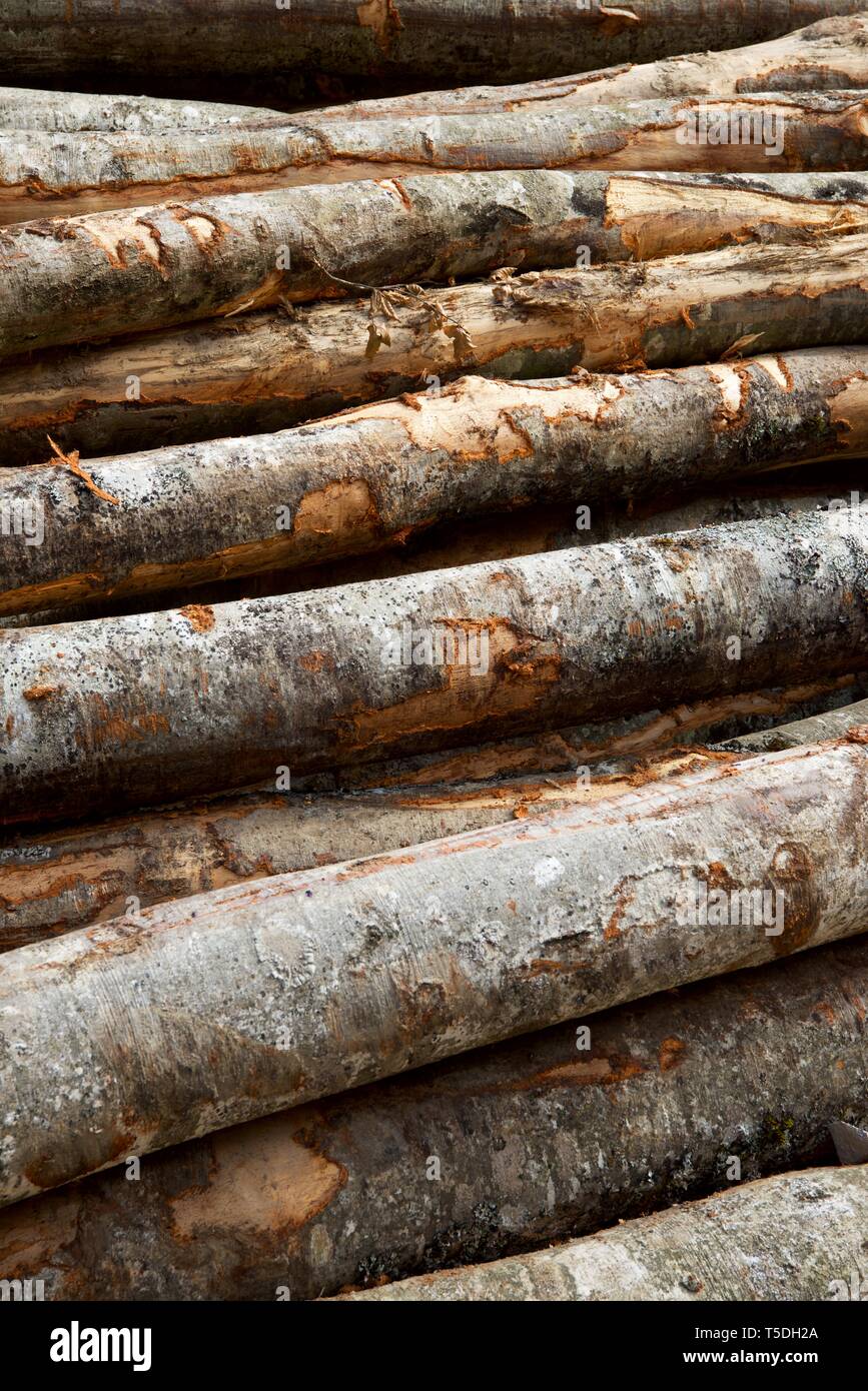 Forstwirtschaftliche Arbeiten in den Pyrenäen, Frankreich. Stockfoto