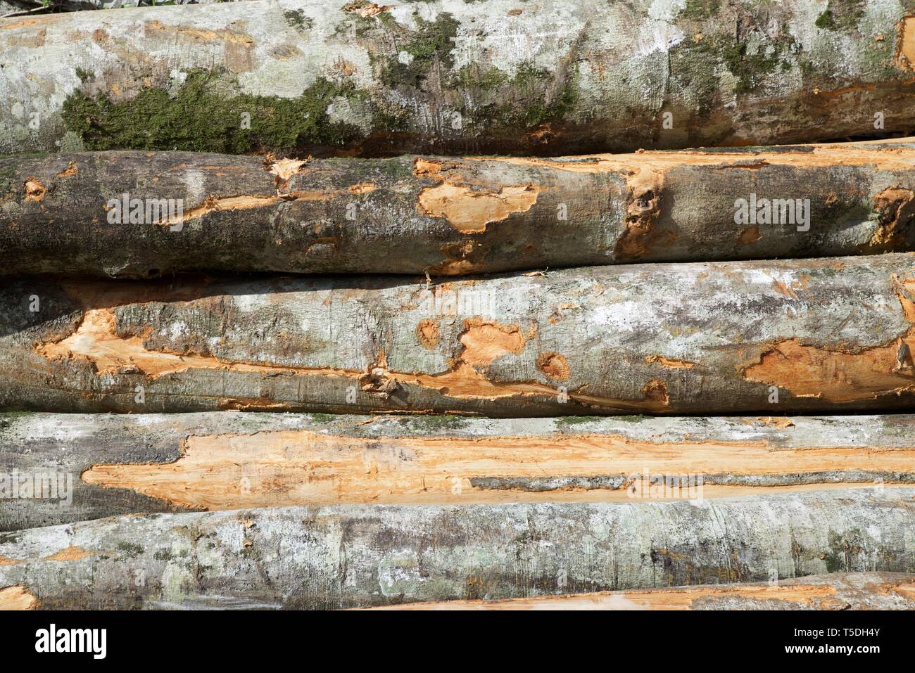 Forstwirtschaftliche Arbeiten in den Pyrenäen, Frankreich. Stockfoto