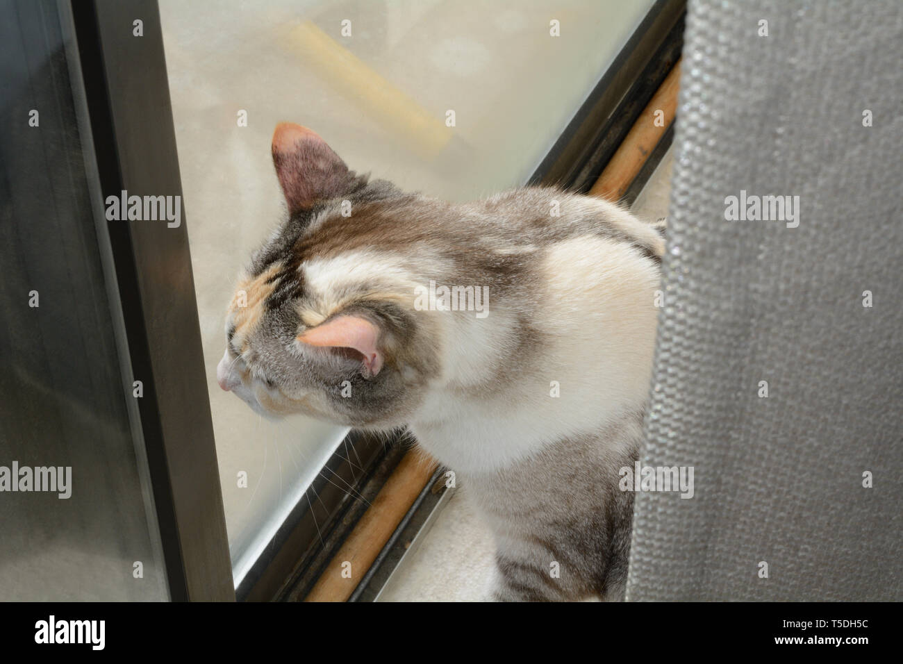 Indoor Calico Cat hinter Vorhang beobachten die Welt außerhalb Glasschiebetüren Stockfoto