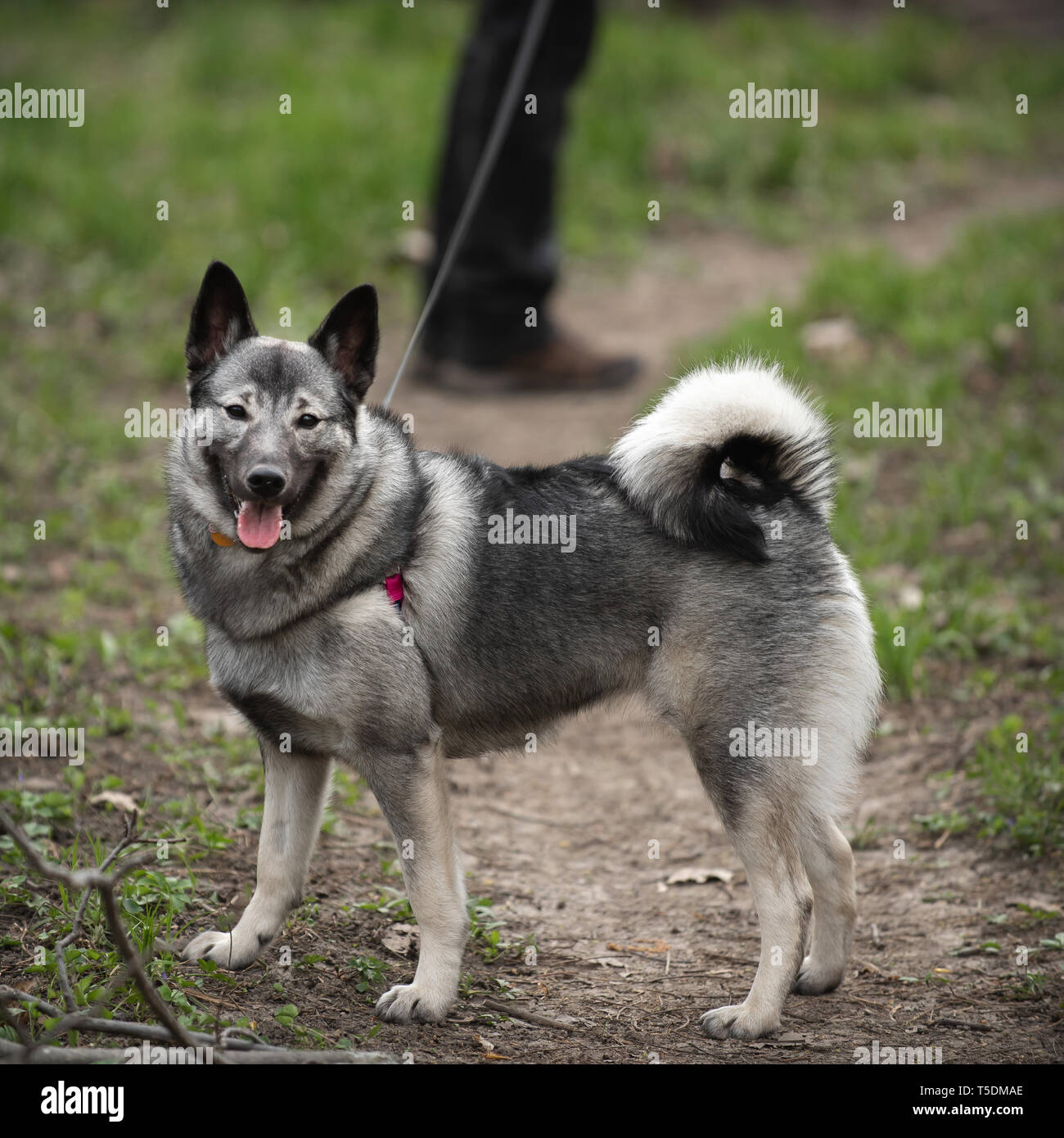 Ein Norwegischer Elchhund auf eine Wanderung im Thatcher Woods, Illinois. Stockfoto