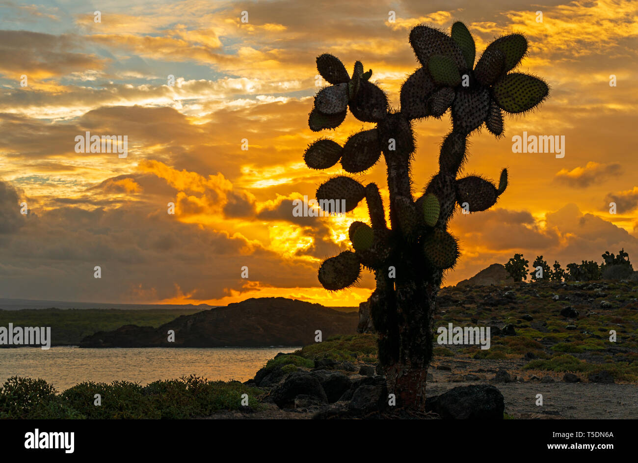 Die unscharfe Silhouette einer Opuntia oder Feigenkakteen bei Sonnenuntergang auf South Plaza Island, Galapagos Islands National Park, Ecuador. Stockfoto
