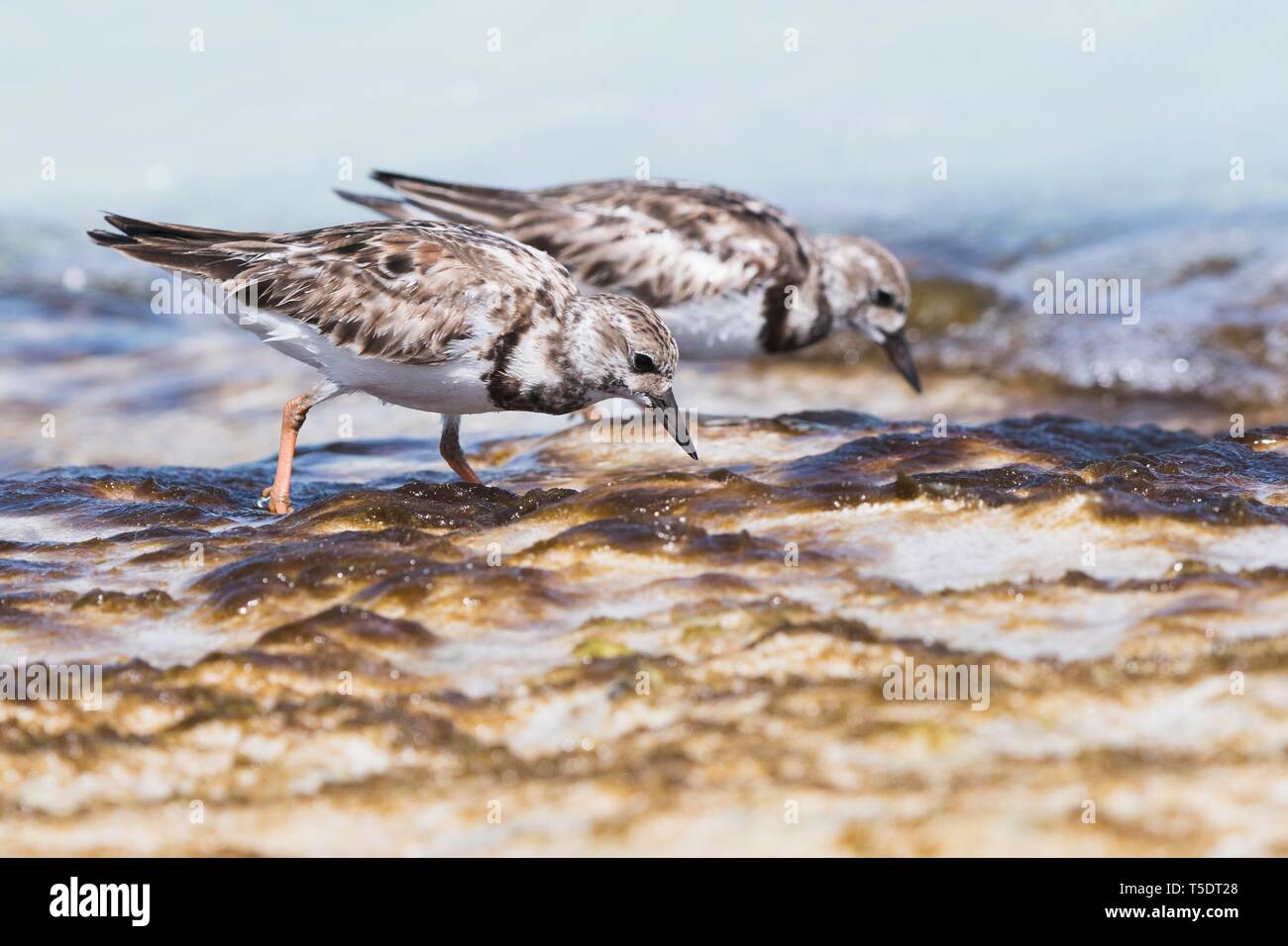 Zwei bräunlich Steinwältzer (Arenaria interpres) auf der Suche nach Nahrung im flachen Wasser, Cayo Santa Maria, Kuba Stockfoto