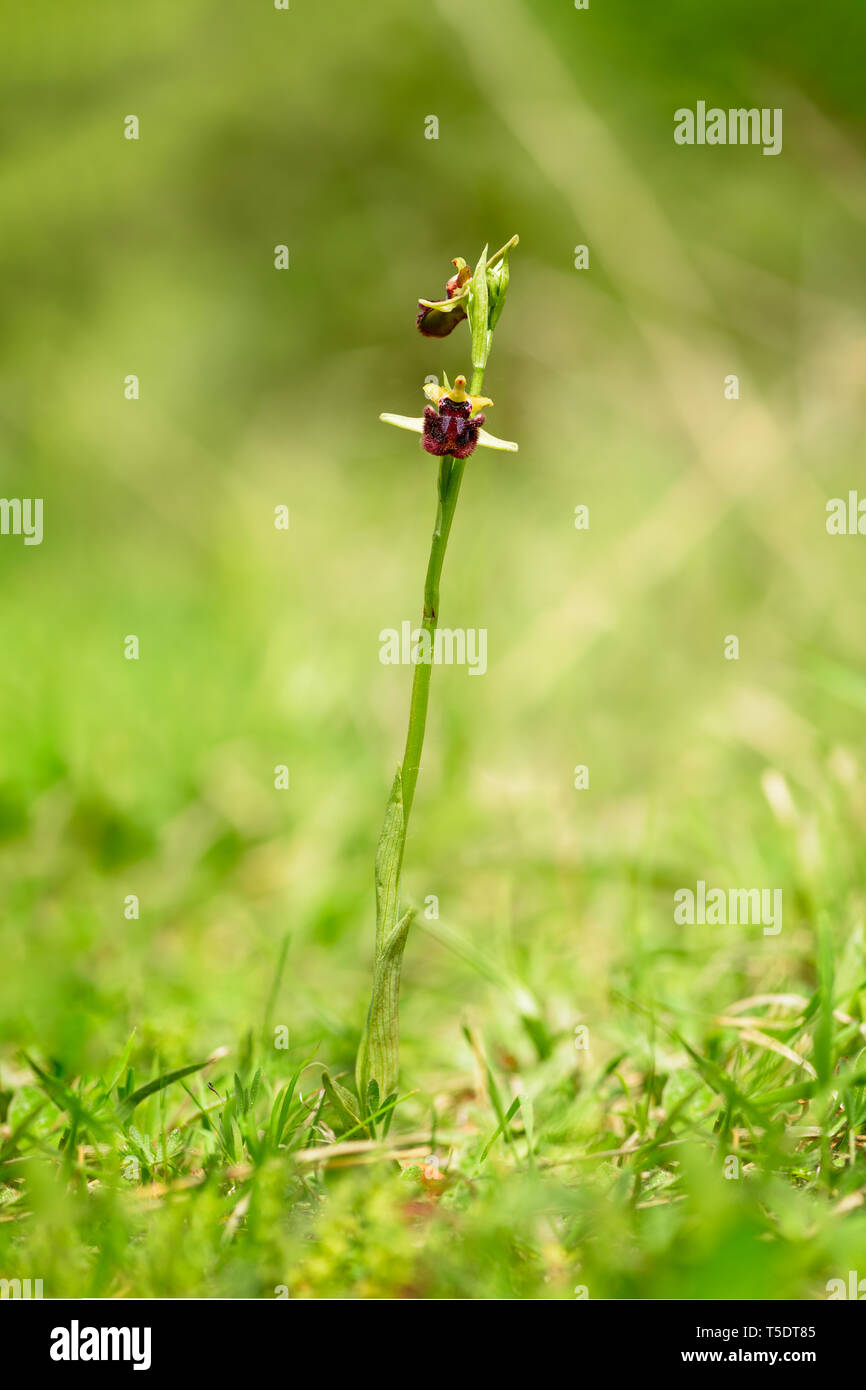 Ophrys sphegodes-spider Orchid ist eine Pflanzenart aus der Gattung der sexuell trügerische Orchidee, die in Europa und dem Nahen Osten. Es ist eine sehr abwechslungsreiche Art mit vielen Stockfoto