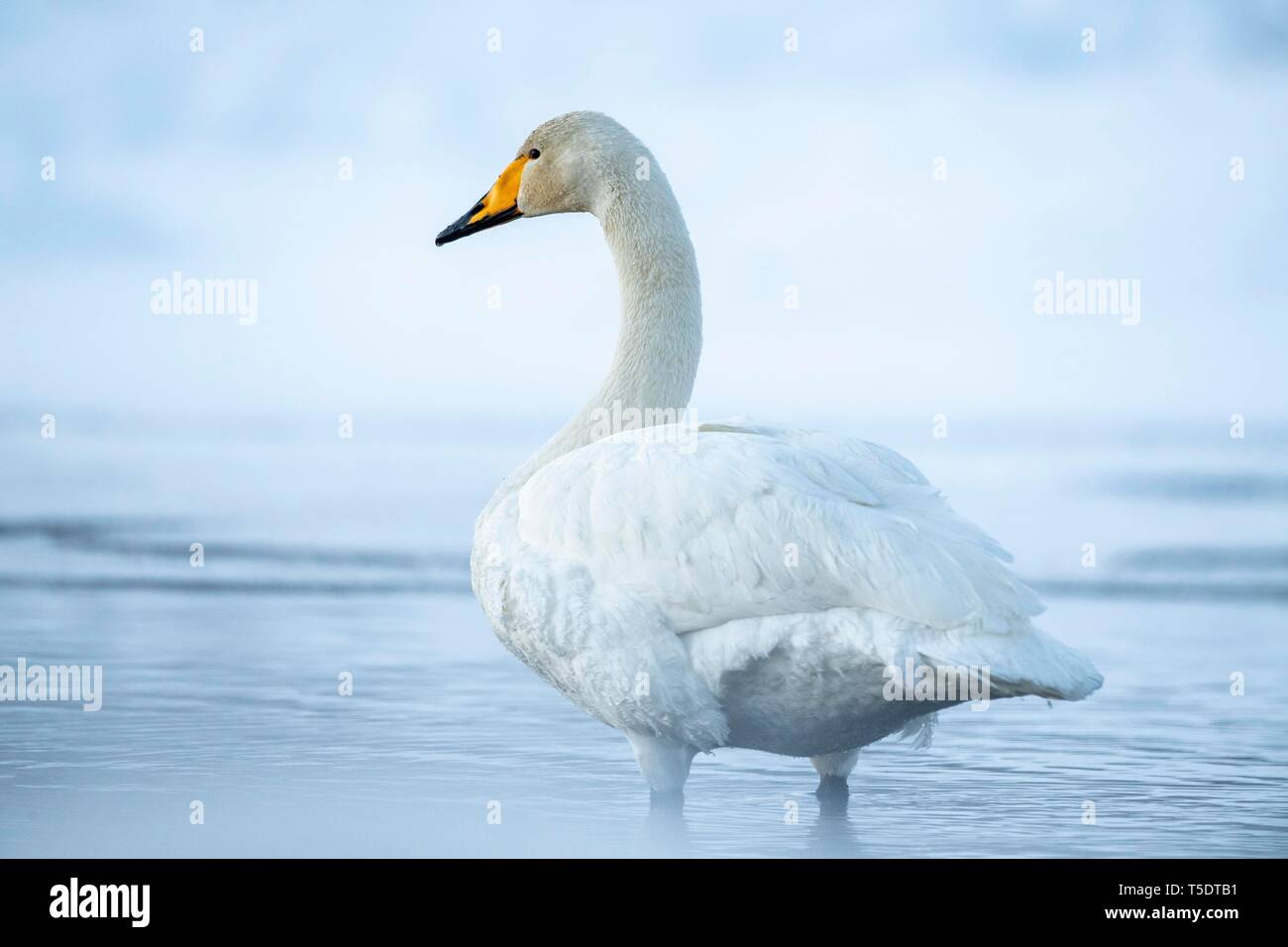 Singschwan (Cygnus Cygnus), stehend im dampfenden Wasser im Winter, Muonio, Lappland, Finnland Stockfoto Singschwan (Cygnus Cygnus), stehend im dampfenden Wasser im Winter, Muonio, Lappland, Finnland Stockfoto