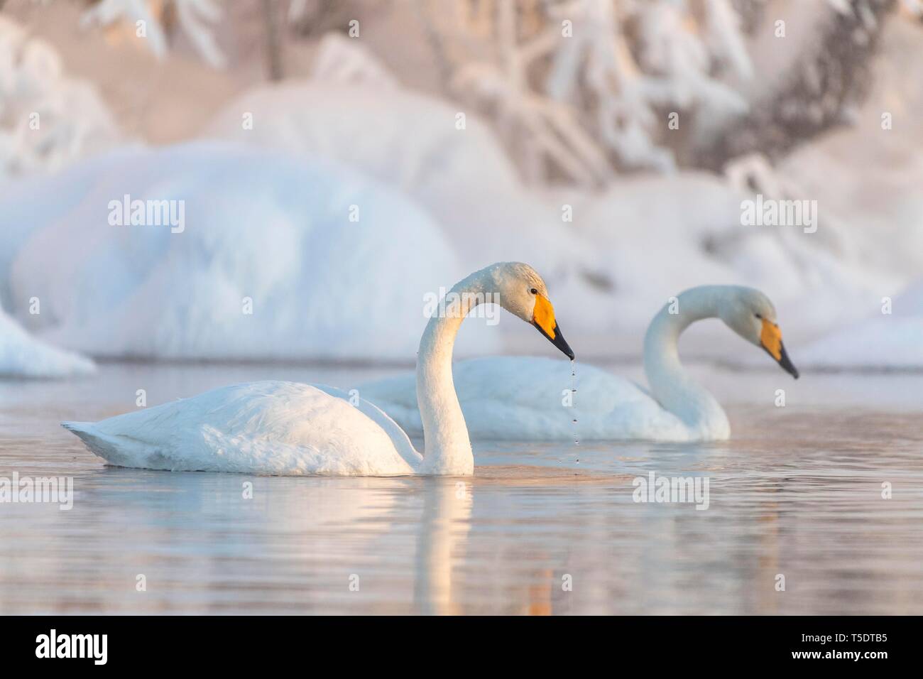 Zwei gehören Singschwan (Cygnus Cygnus) schwimmt im See, verschneiten Ufer, Muonio, Lappland, Finnland Stockfoto