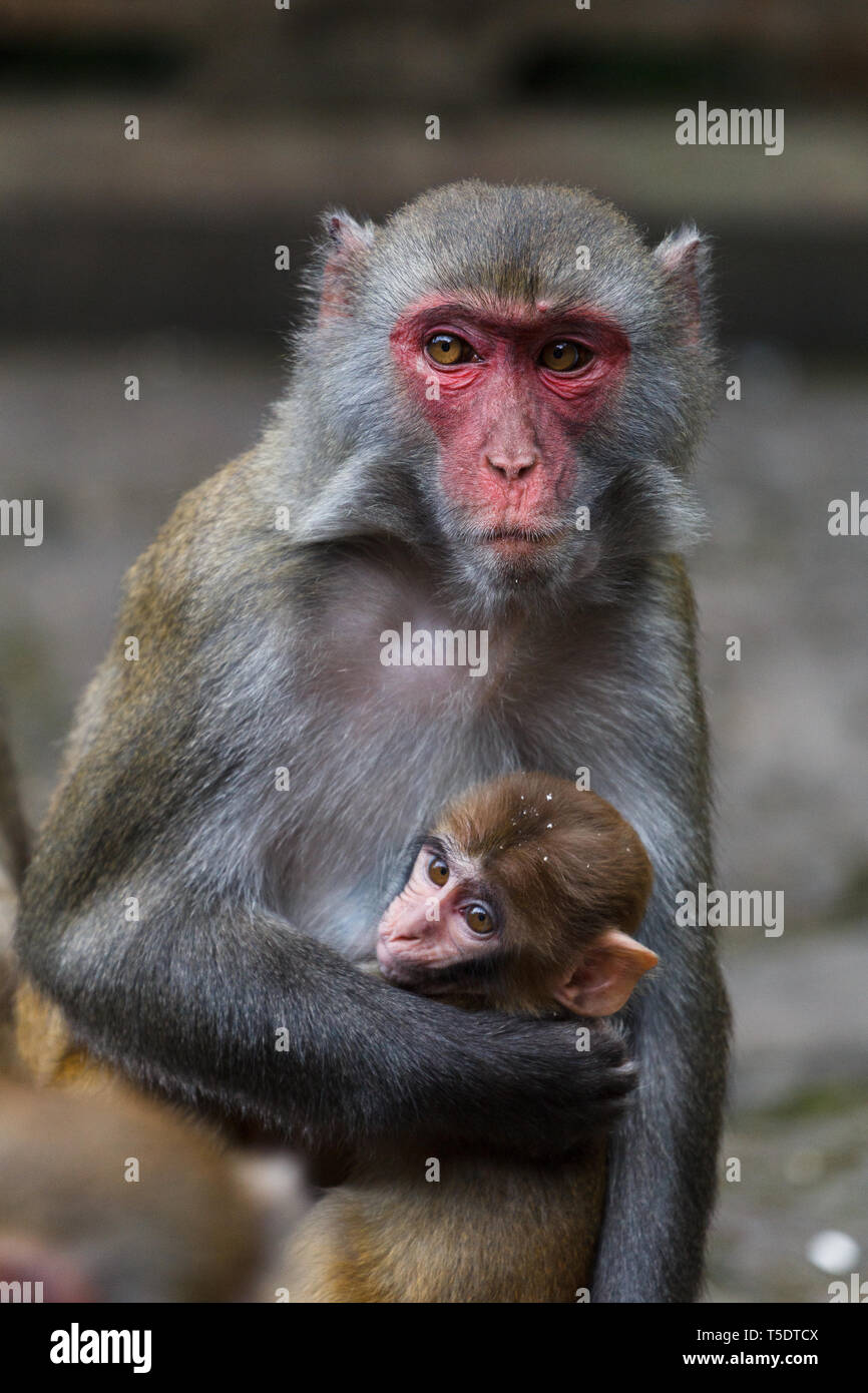 Macaque Affen mit einem Baby in der Wildnis Stockfoto