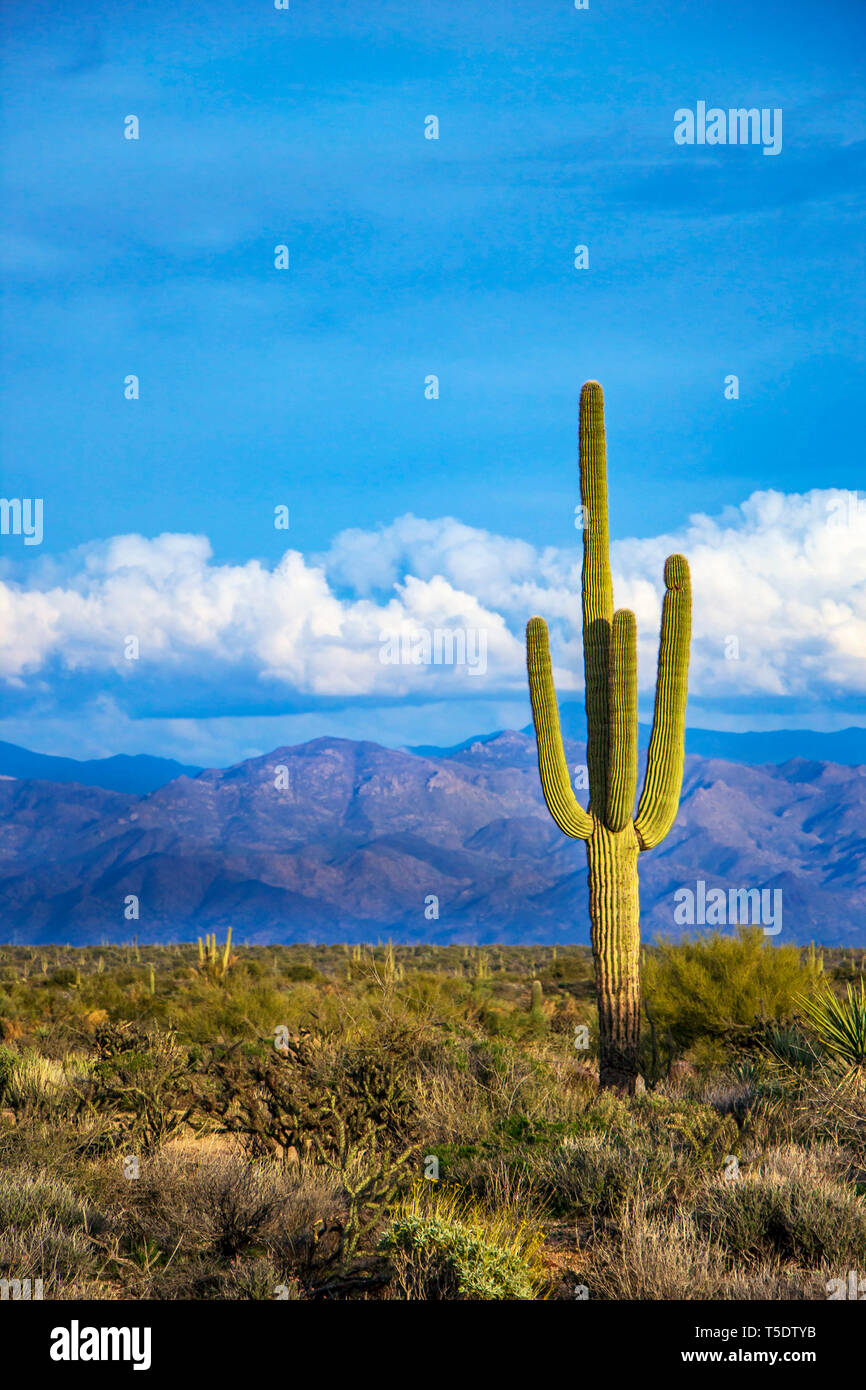 Saguaro Kaktus mit Wolken und Berge Stockfoto