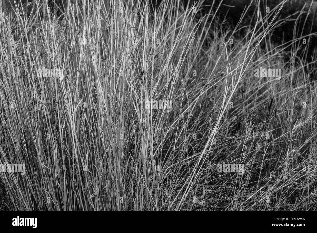 Gras in Schwarz und Weiß Stockfoto