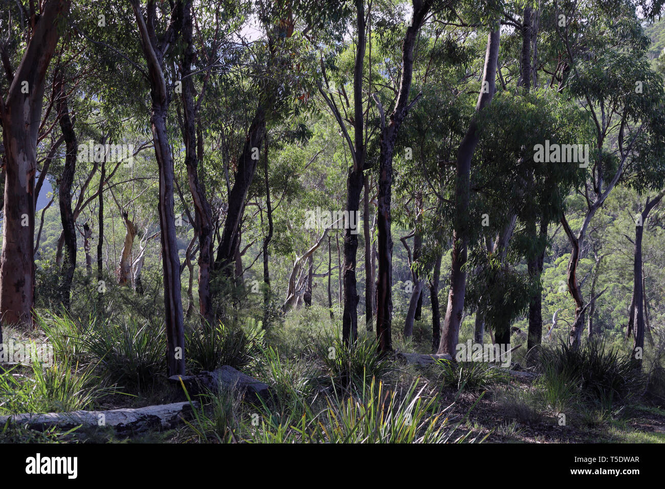 Bush Land, NSW, Australien Stockfoto