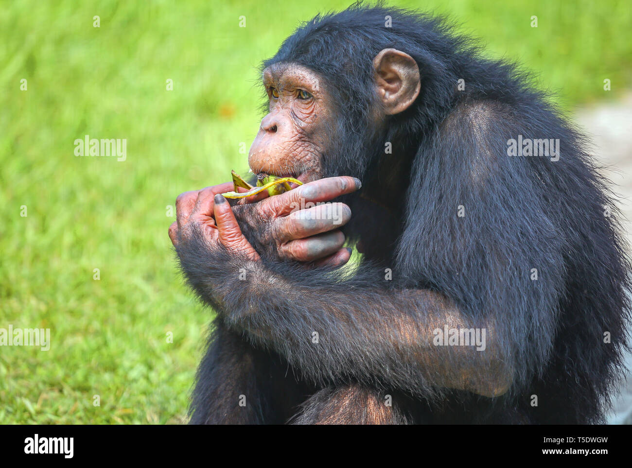 Afrikanische Schimpansen in einem Indischen Wildlife Sanctuary in der Nähe zu sehen, Bananen essen Stockfoto