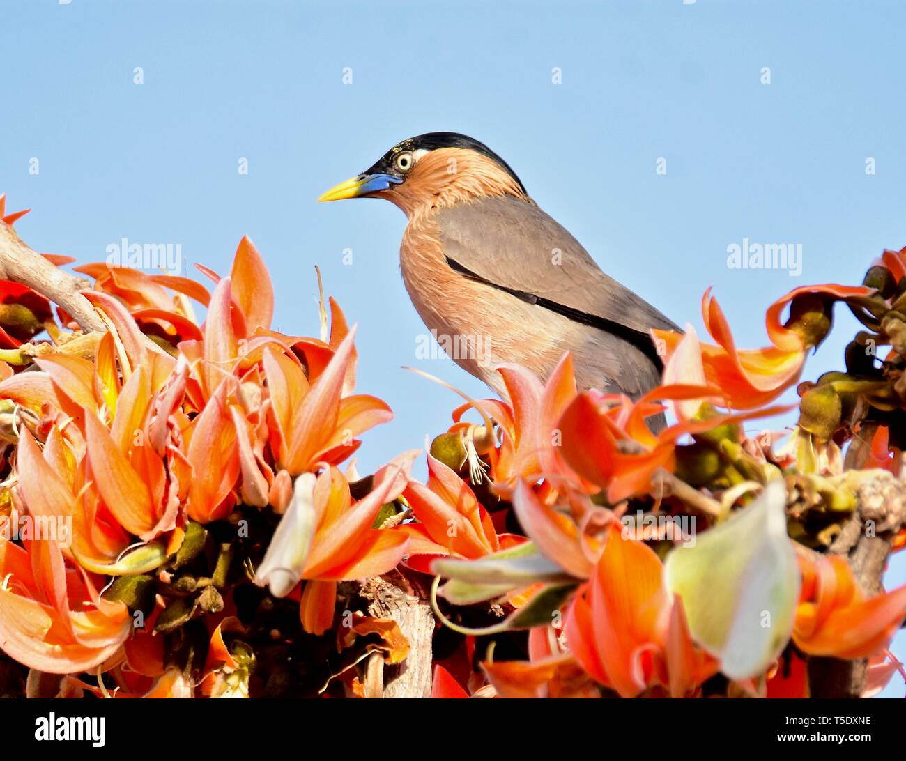 Musikalische Aufruf von brahminy Starling/Brahminy Myna Stockfoto