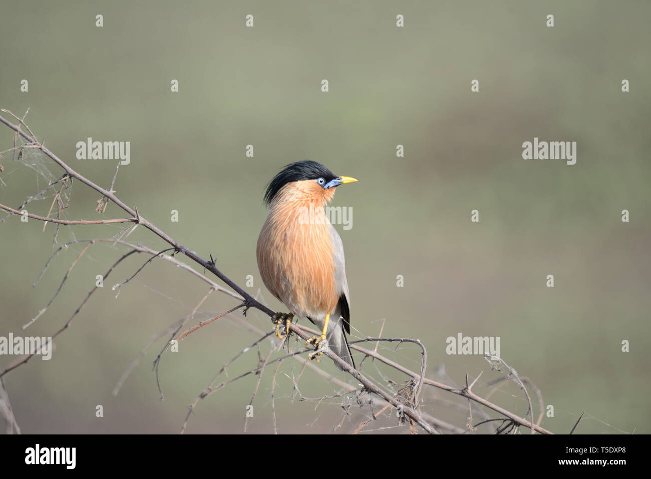 Musikalische Aufruf von brahminy Starling/Brahminy Myna Stockfoto