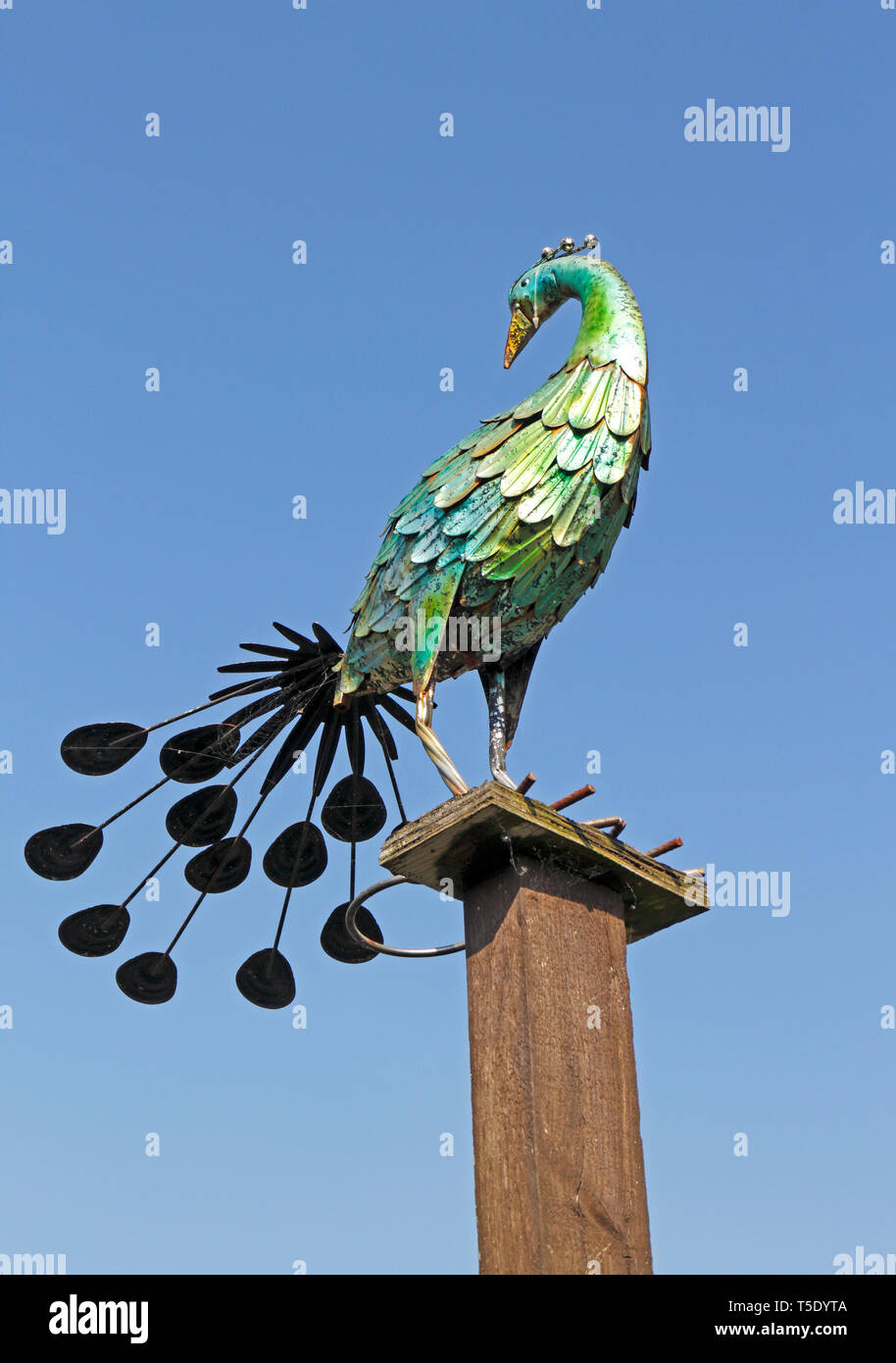 Eine impressionistische Abbildung eines Pfau in Norfolk. Stockfoto