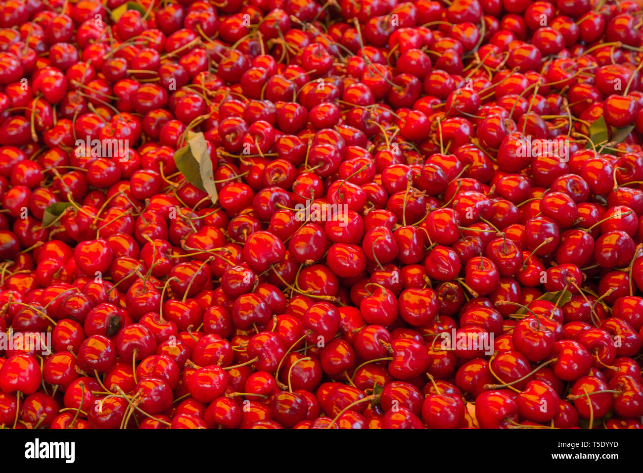 Eine Nahaufnahme von einigen lebhaften, leckere, frische rote Kirschen auf einem Markt in Provence, Frankreich Stockfoto
