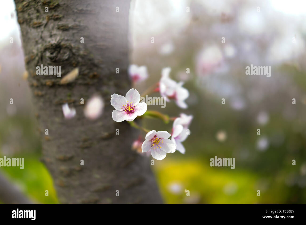 Schöne Kirschblüten Blütenblätter fallen Stockfoto