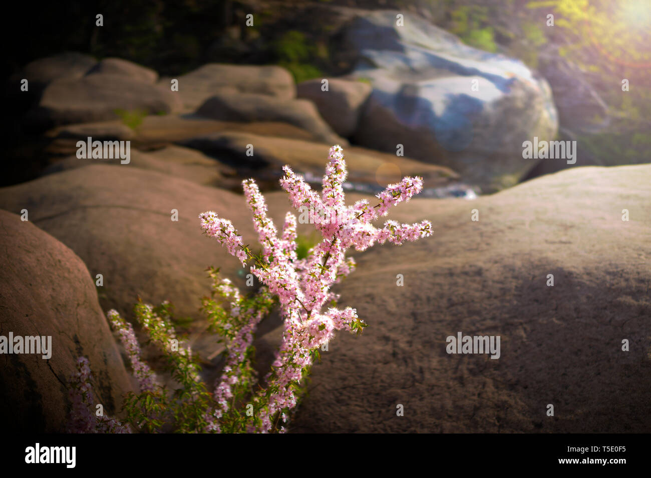 Sakura in Highland Steppe zwischen Felsen Stockfoto