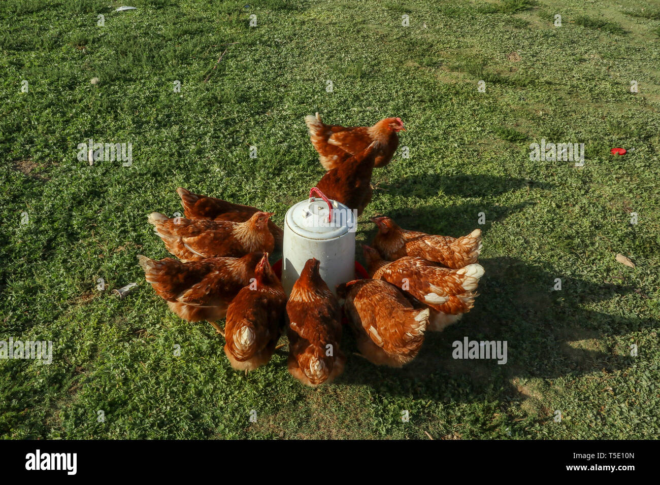 Hühner Trinkwasser Stockfoto