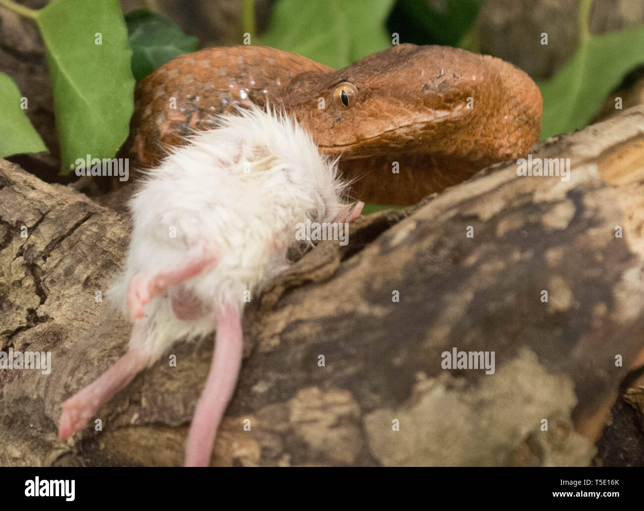 Vipera ammodytes, Horned viper Fütterung Stockfoto