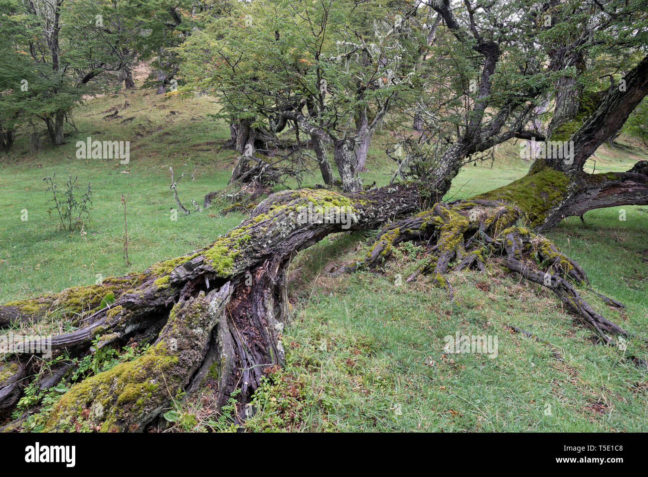 Bäume in theTorres del Paine NP, Chile Stockfoto
