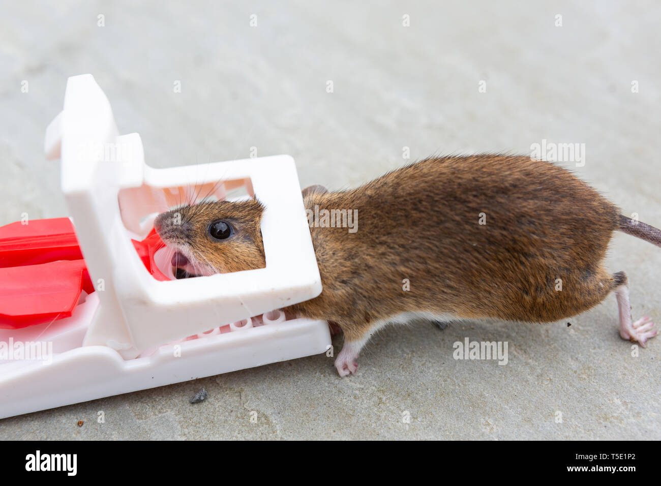 Eine tote Maus in einer Mausefalle gefangen Stockfoto