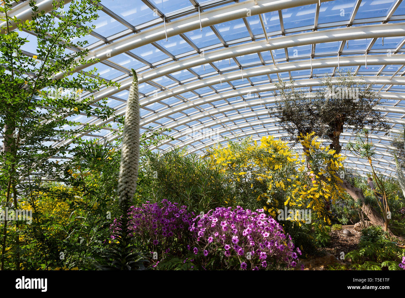 Der frühe Frühling im Großen Gewächshaus im Botanischen Garten von Wales, mit hellen, bunten Blumen in voller Blüte Stockfoto