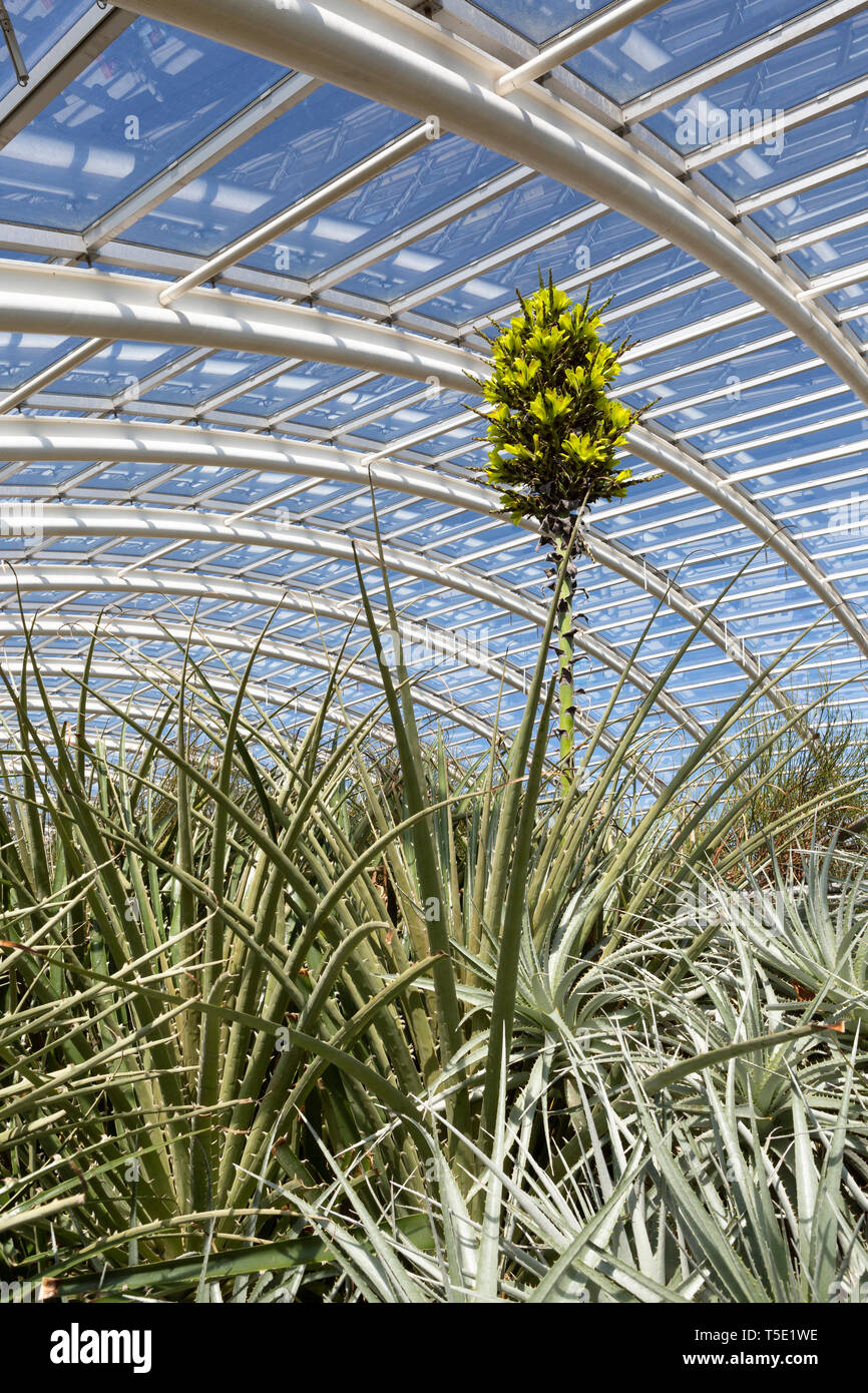 Eine blühende Puya kann man in den großen Gewächshaus im Botanischen Garten von Wales Stockfoto