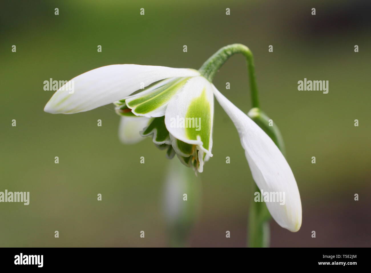 Galanthus "Jaquenetta'. Unverwechselbaren grünen Markierungen der doppelte Blüte Schneeglöckchen Jaquenetta vom Greatorex Gruppe - Februar, Großbritannien Stockfoto