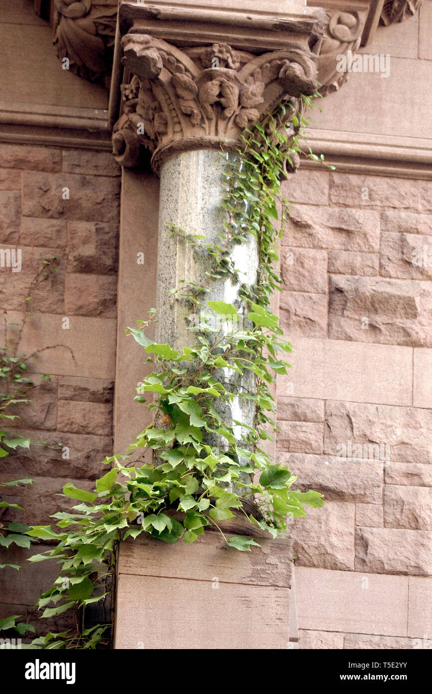 Efeu Pflanze, die auf der Fassade des Gebäudes in New York, USA Stockfoto