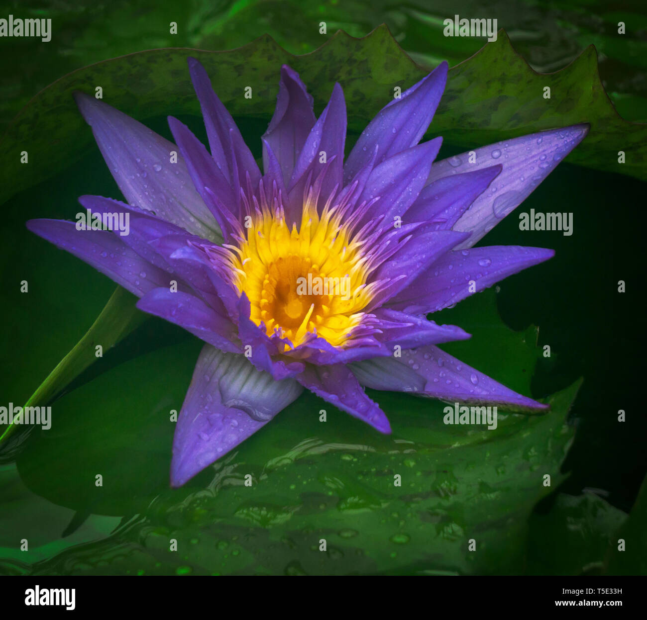 Sacred lotus Zoo Calgary Alberta Kanada Stockfoto