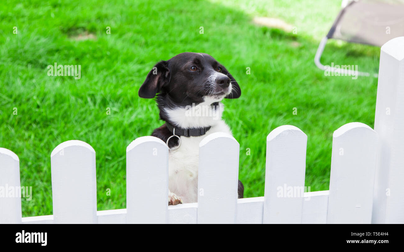 Ein Hund schaut über den Gartenzaun. Stockfoto