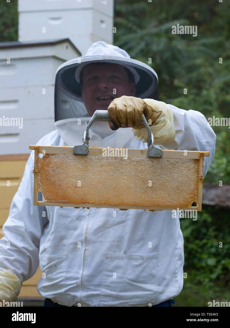 Bienenzucht Stockfoto