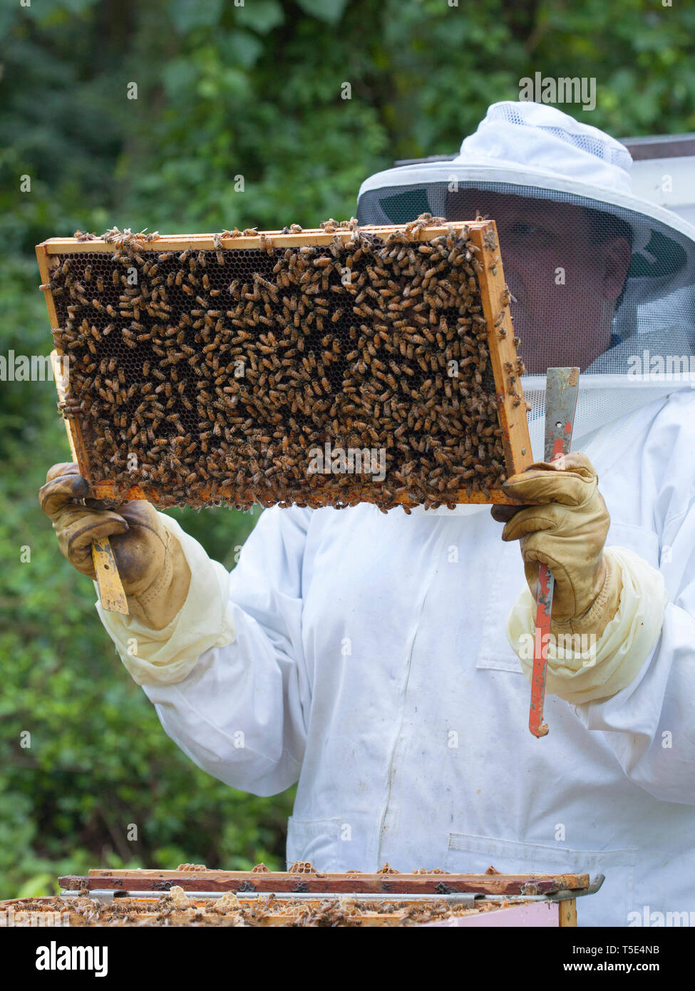 Bienenzucht Stockfoto