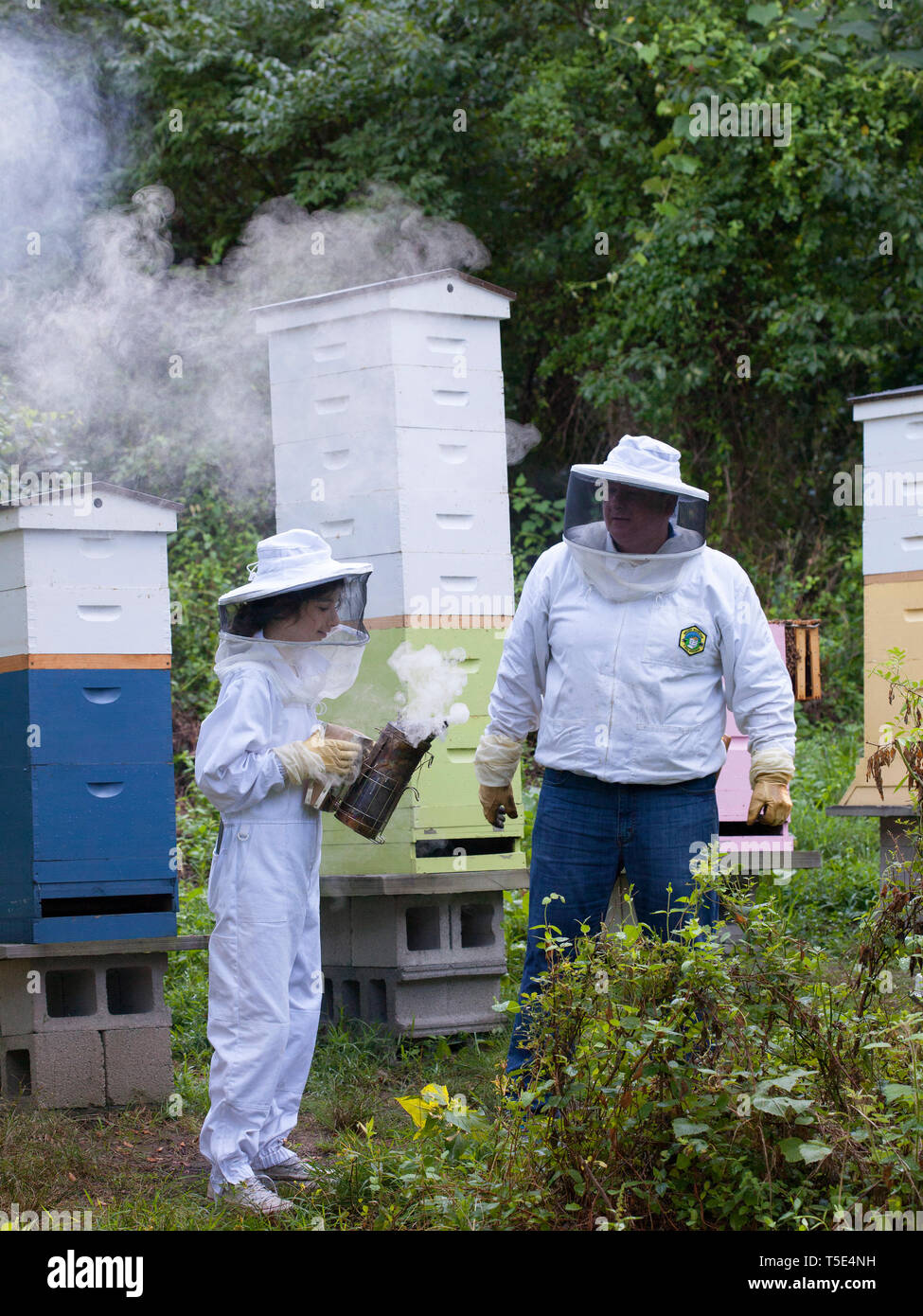 Bienenzucht Stockfoto