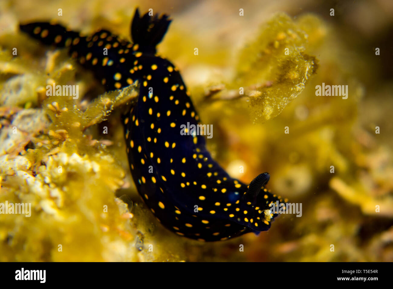 Blaue dorid nacktschnecke Fotos und Bildmaterial in hoher Auflösung
