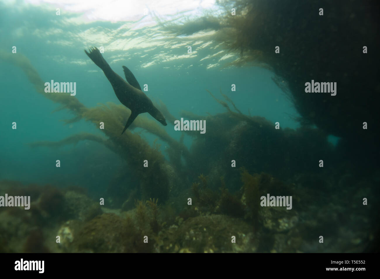 Eine kalifornische Seelöwen im Wasser rund um die Insel San Esteban, Baja California, Mexiko Stockfoto