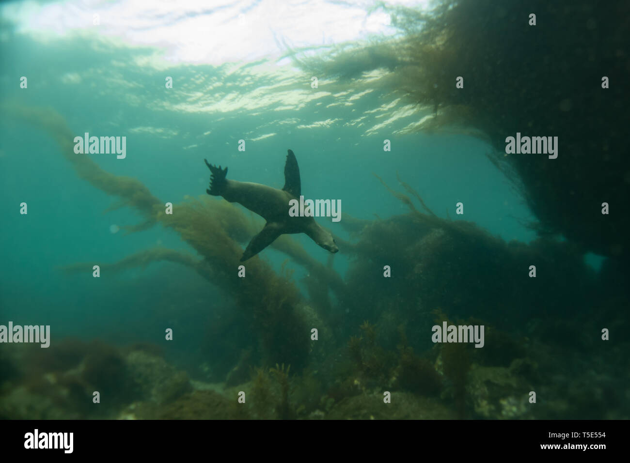 Eine kalifornische Seelöwen im Wasser rund um die Insel San Esteban, Baja California, Mexiko Stockfoto