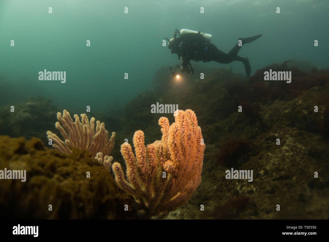 Ein SCUBA Diver mit gorgonia Korallen in den gemäßigten Gewässern der Insel San Esteban, Baja California, Mexiko Stockfoto