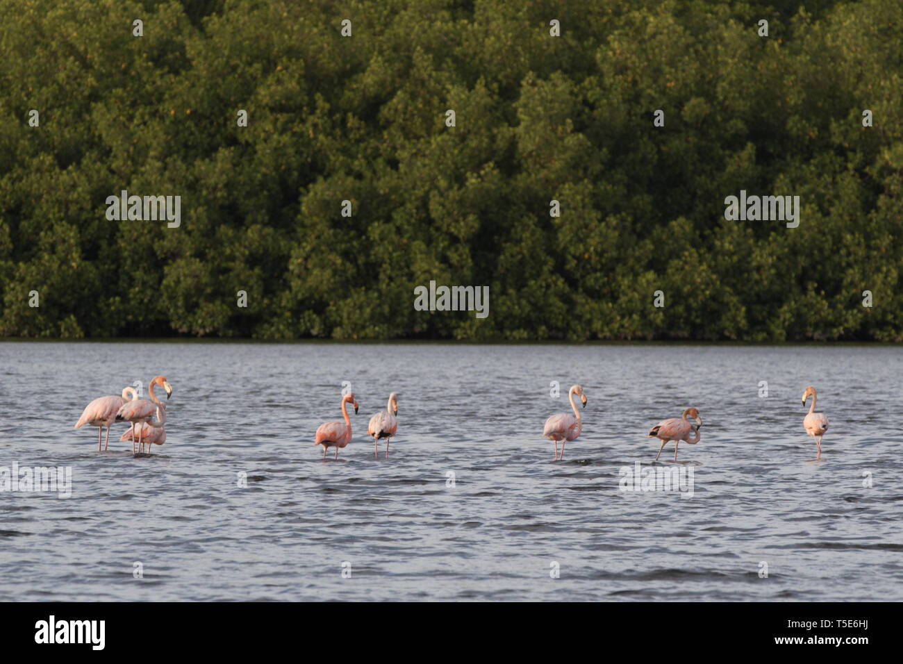 Trinidad und Tobago Vogelschutzgebiet Caroni swamp Stockfoto