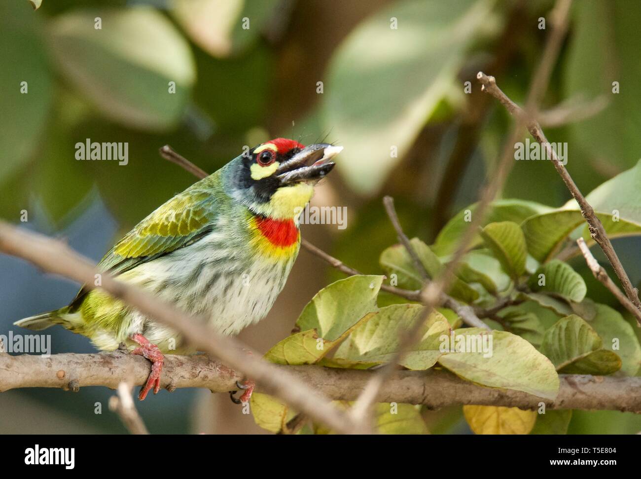 Kupferschmied Barbet Stockfoto