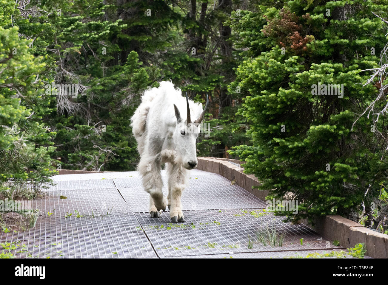 Glacier np Bergziege hinunter ein Mann aus Pfad. Stockfoto