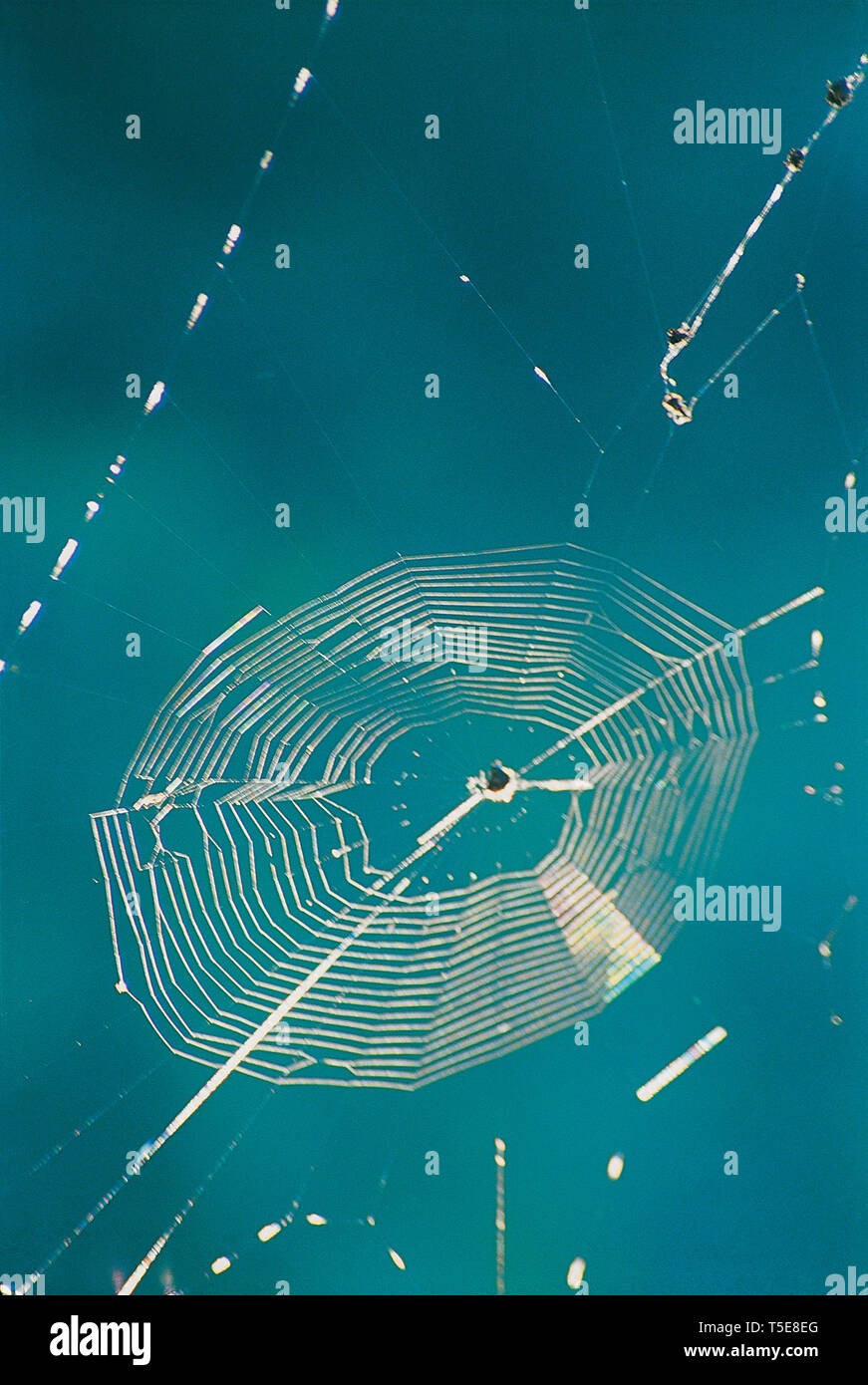 Spinnennetz, Indien, Asien Stockfoto