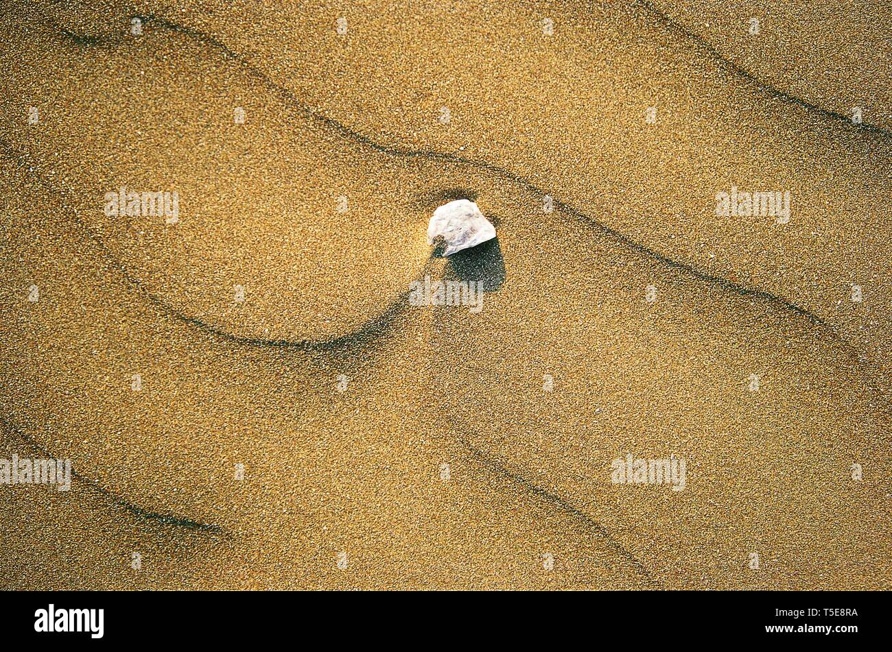 Defektes Stück Muschel auf Sand, Ratnagiri, Maharashtra, Indien, Asien Stockfoto