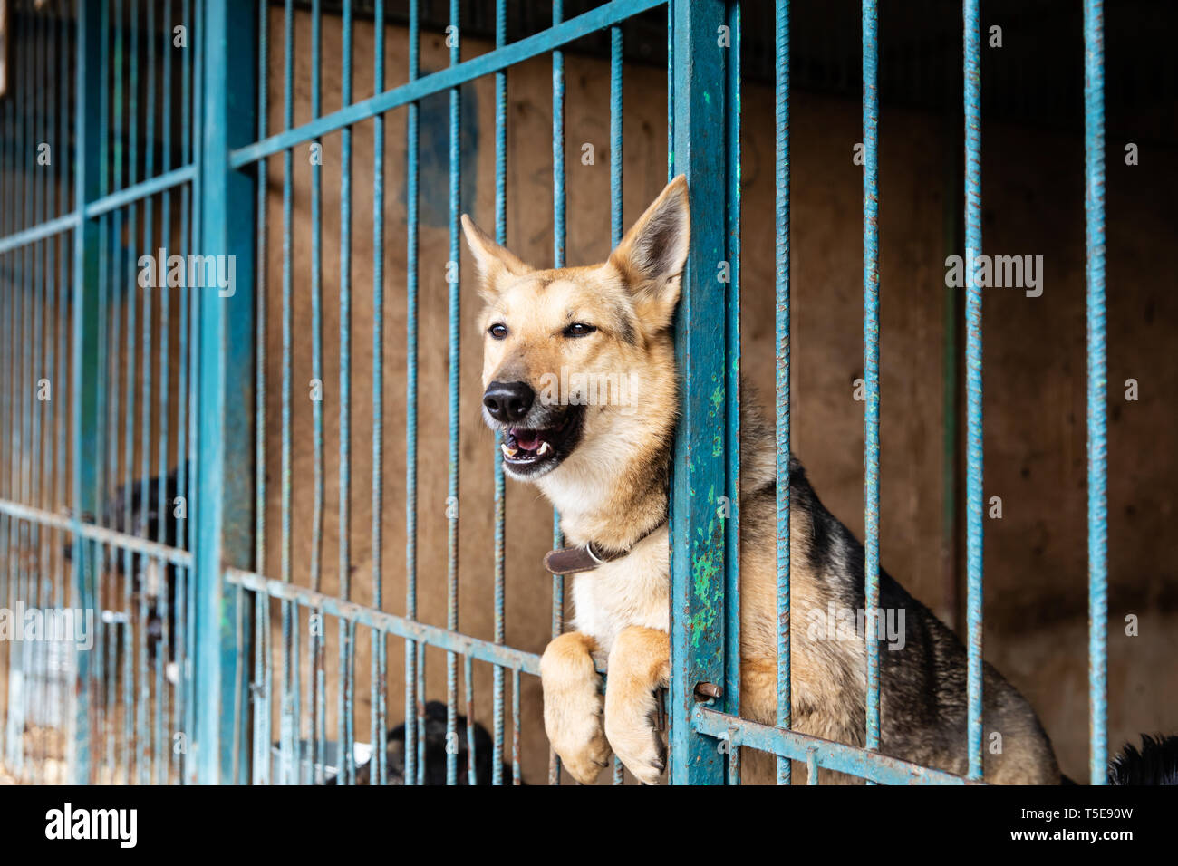 Hunde Im Kafig Im Tierheim Stockfotografie Alamy